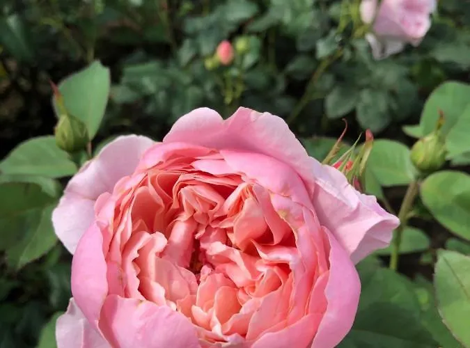 Svečių namai Franciscan